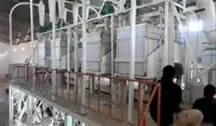 50 tpd maize grinding milling plant
